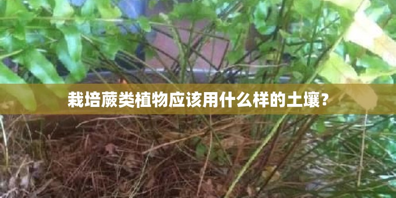 栽培蕨类植物应该用什么样的土壤？