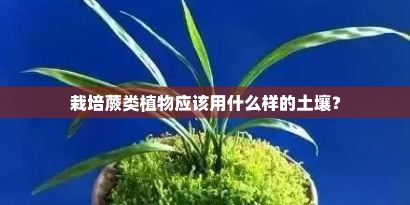 栽培蕨类植物应该用什么样的土壤？