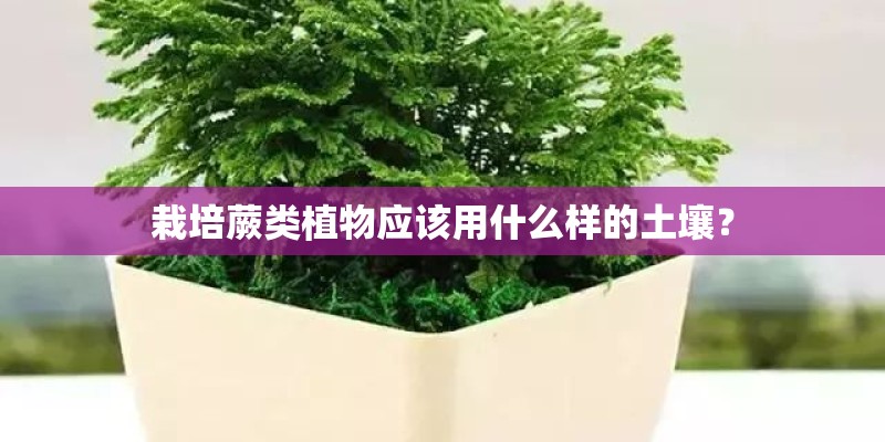 栽培蕨类植物应该用什么样的土壤？