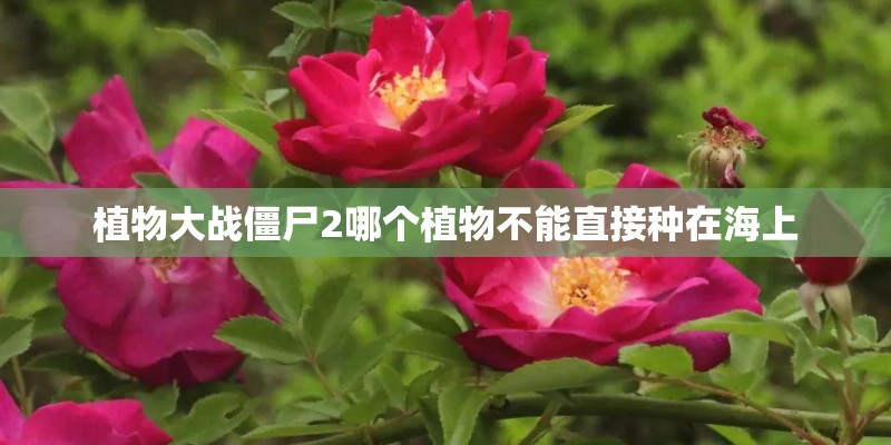 植物大战僵尸2哪个植物不能直接种在海上