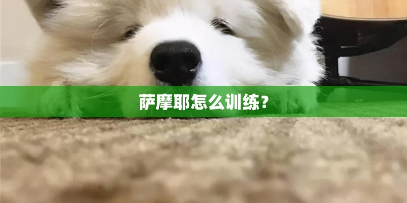 萨摩耶怎么训练？