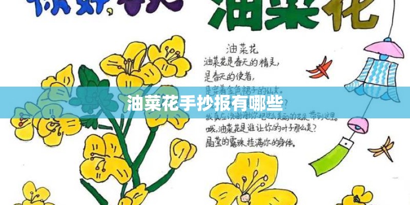 油菜花手抄报有哪些