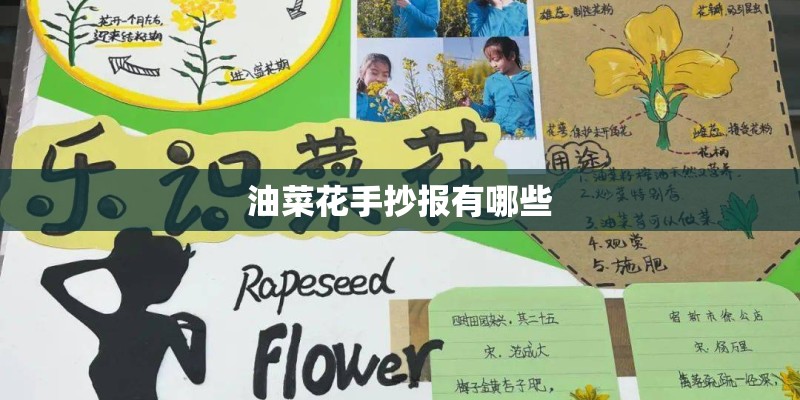 油菜花手抄报有哪些