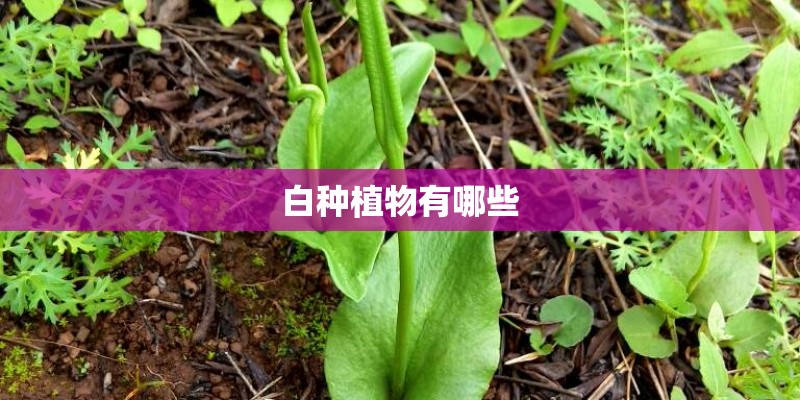 白种植物有哪些