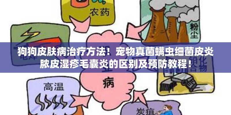 狗狗皮肤病治疗方法！宠物真菌螨虫细菌皮炎脓皮湿疹毛囊炎的区别及预防教程！