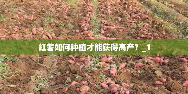 红薯如何种植才能获得高产？_1