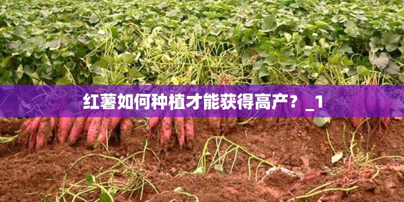 红薯如何种植才能获得高产？_1