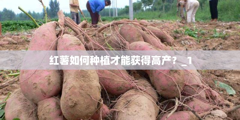 红薯如何种植才能获得高产？_1