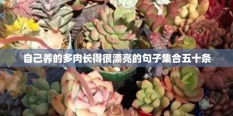自己养的多肉长得很漂亮的句子集合五十条