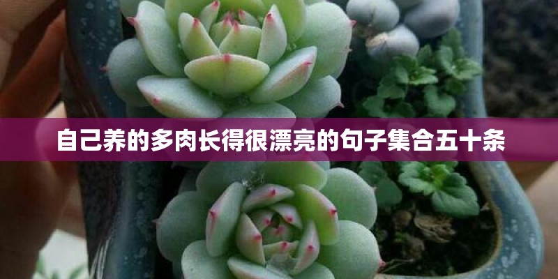 自己养的多肉长得很漂亮的句子集合五十条