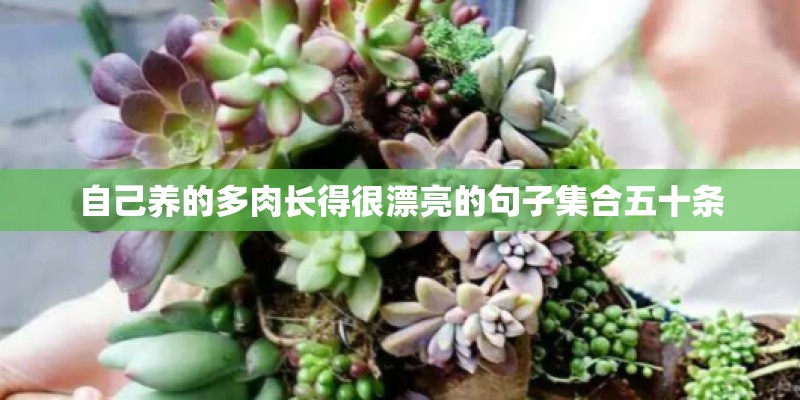 自己养的多肉长得很漂亮的句子集合五十条