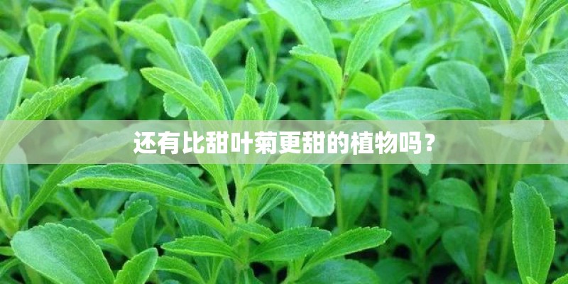 还有比甜叶菊更甜的植物吗？