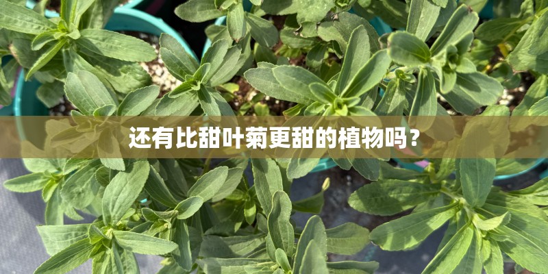 还有比甜叶菊更甜的植物吗？