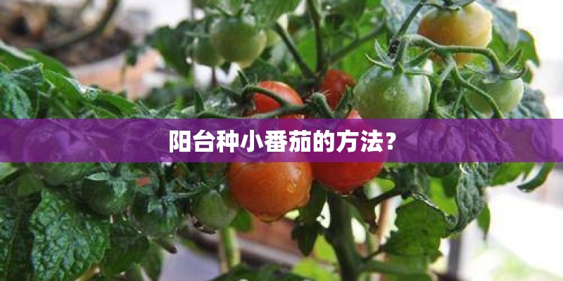 阳台种小番茄的方法？