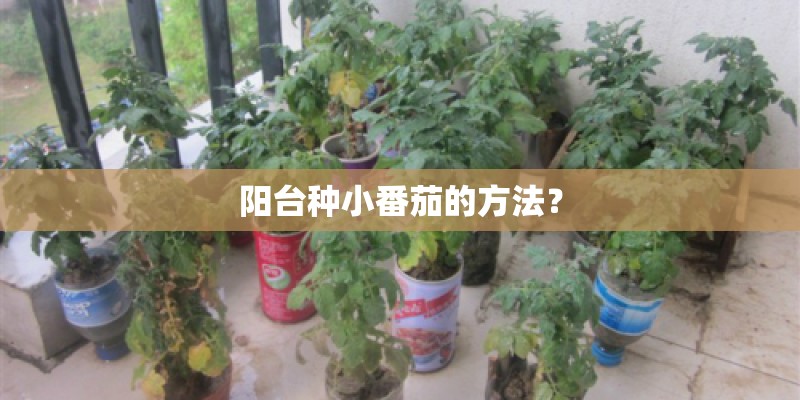 阳台种小番茄的方法？