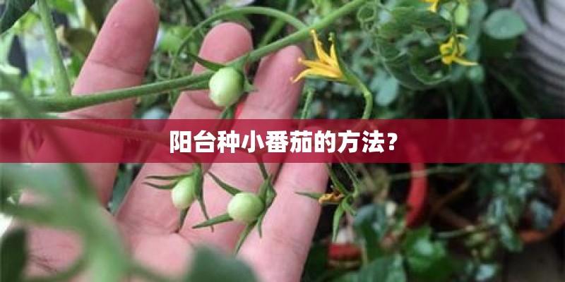 阳台种小番茄的方法？