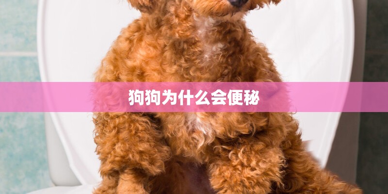 狗狗为什么会便秘