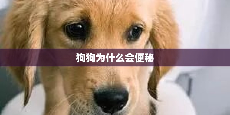 狗狗为什么会便秘