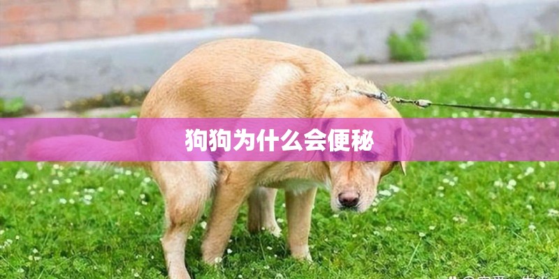 狗狗为什么会便秘