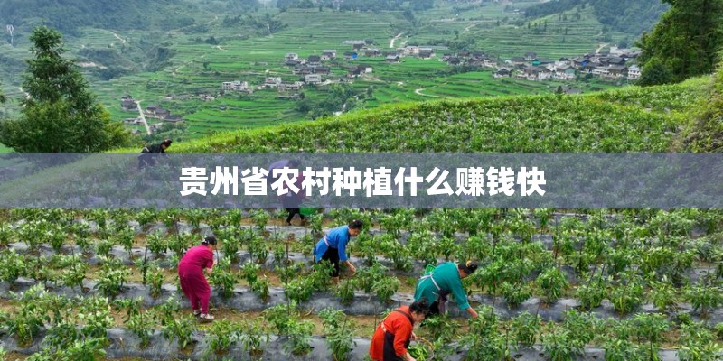 贵州省农村种植什么赚钱快