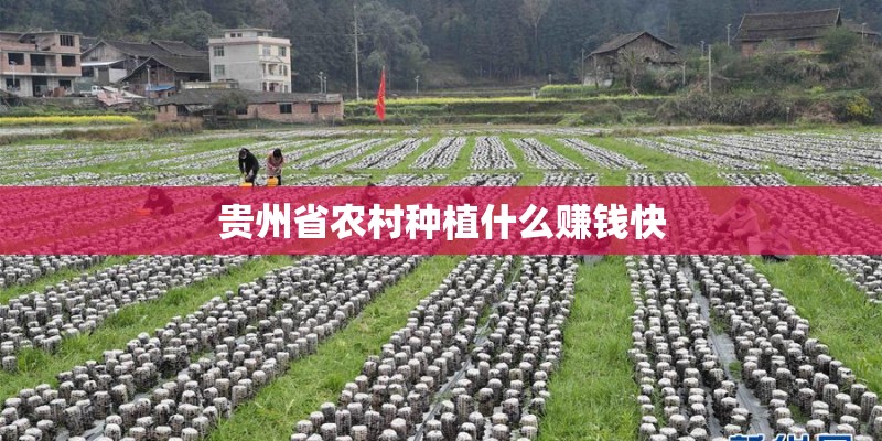 贵州省农村种植什么赚钱快