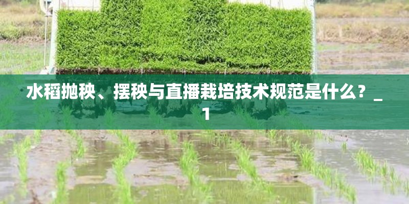 水稻抛秧、摆秧与直播栽培技术规范是什么？_1