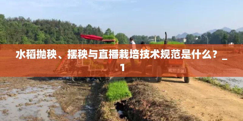水稻抛秧、摆秧与直播栽培技术规范是什么？_1