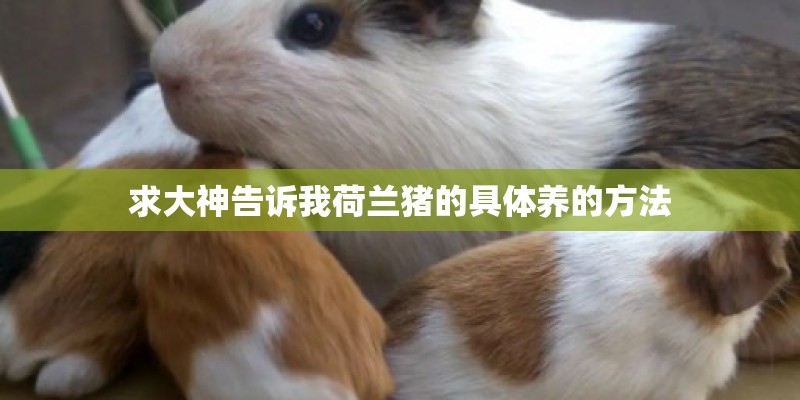 求大神告诉我荷兰猪的具体养的方法