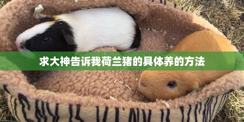 求大神告诉我荷兰猪的具体养的方法