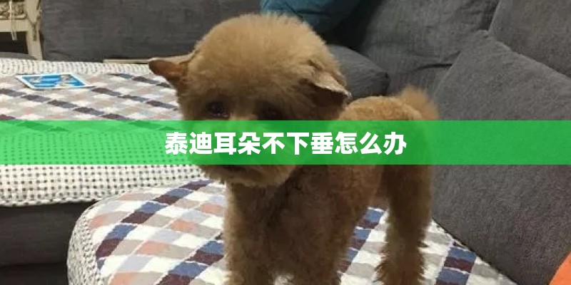 泰迪耳朵不下垂怎么办