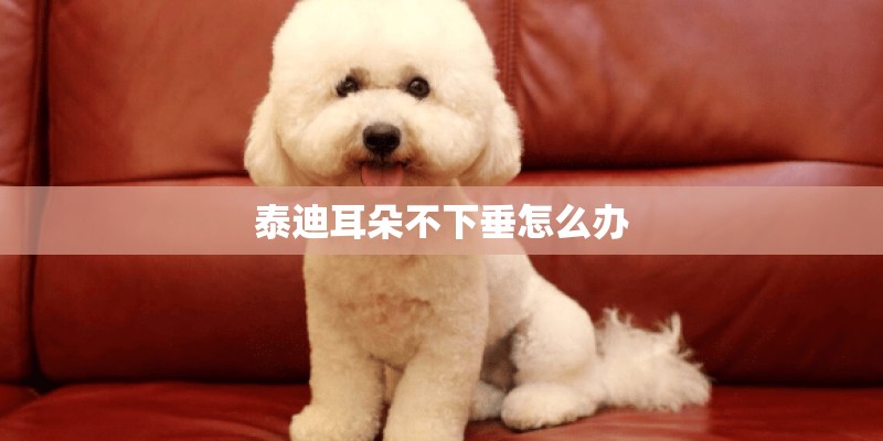 泰迪耳朵不下垂怎么办
