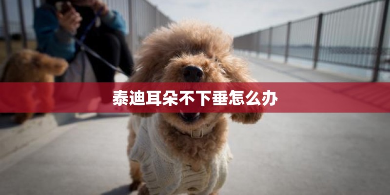 泰迪耳朵不下垂怎么办