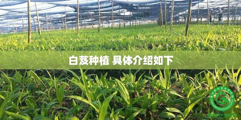 白芨种植 具体介绍如下