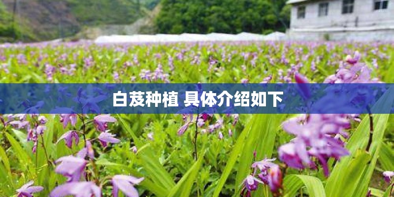 白芨种植 具体介绍如下 白芨种植 具体介绍如下