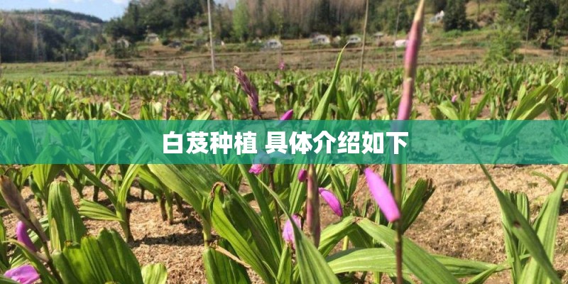 白芨种植 具体介绍如下 白芨种植 具体介绍如下