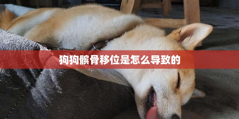 狗狗髌骨移位是怎么导致的