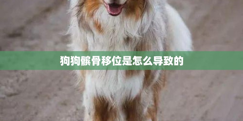 狗狗髌骨移位是怎么导致的