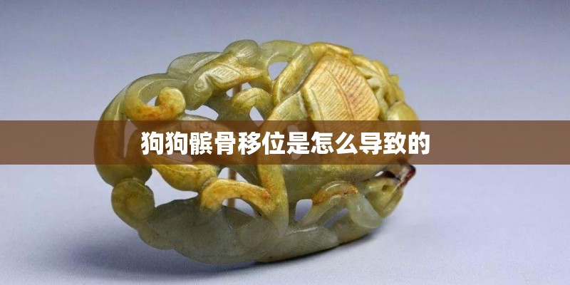 狗狗髌骨移位是怎么导致的