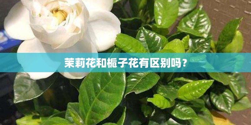 茉莉花和栀子花有区别吗？
