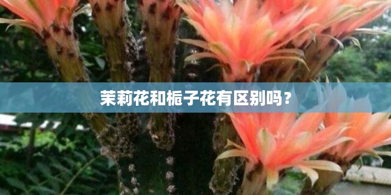 茉莉花和栀子花有区别吗？