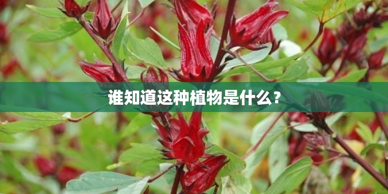 谁知道这种植物是什么？
