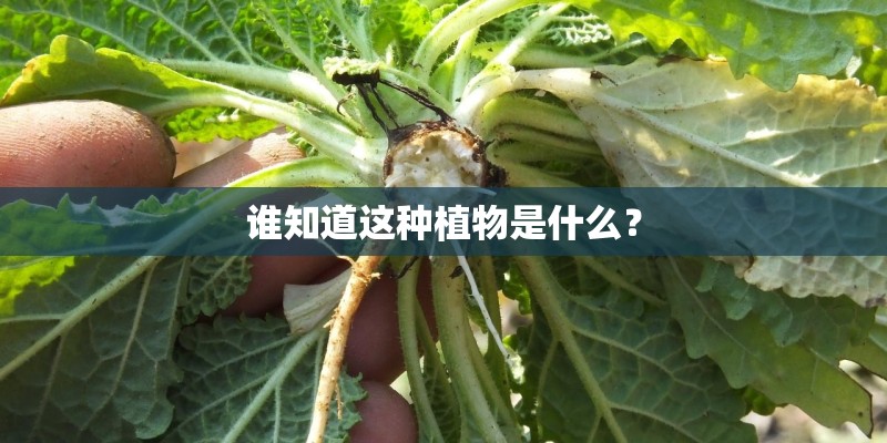 谁知道这种植物是什么？