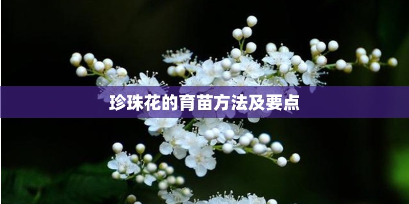 珍珠花的育苗方法及要点