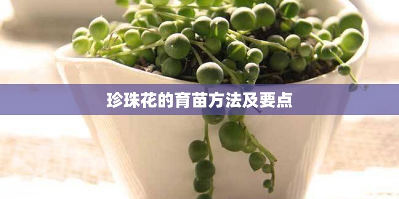 珍珠花的育苗方法及要点