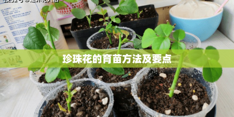 珍珠花的育苗方法及要点