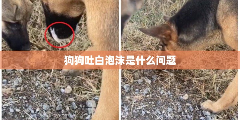 狗狗吐白泡沫是什么问题
