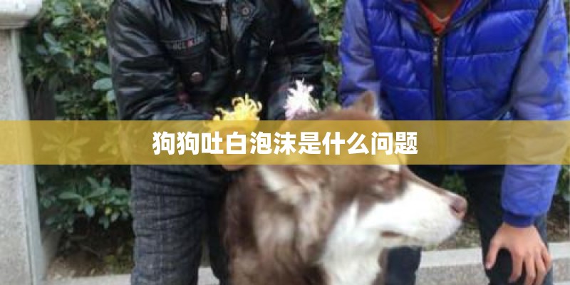 狗狗吐白泡沫是什么问题