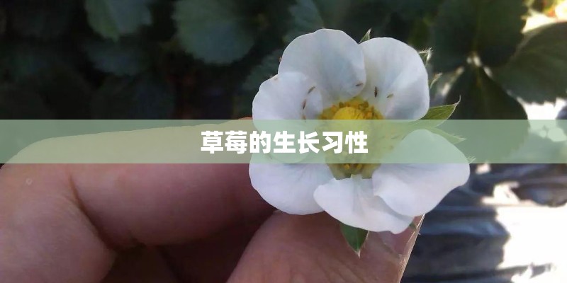 草莓的生长习性