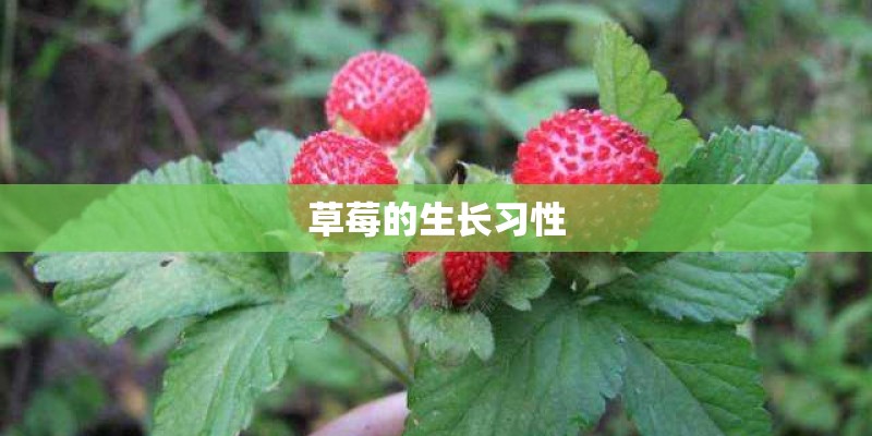 草莓的生长习性