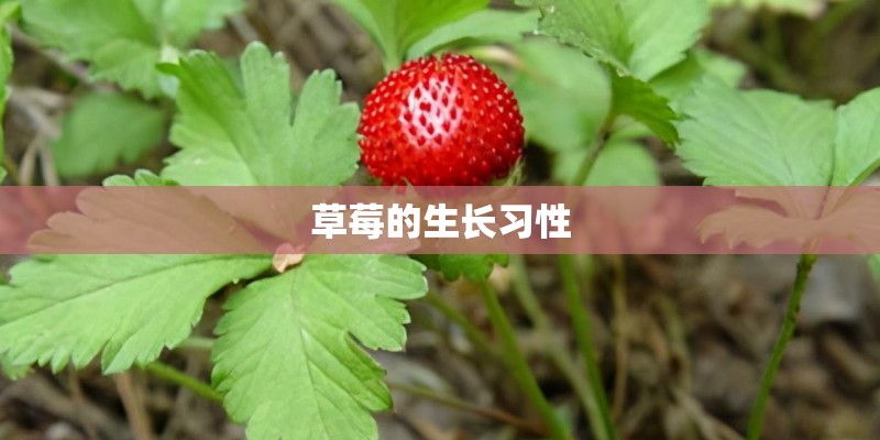 草莓的生长习性